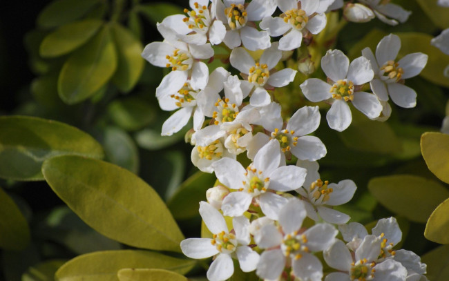 Обои картинки фото цветы, цветущие, деревья, кустарники