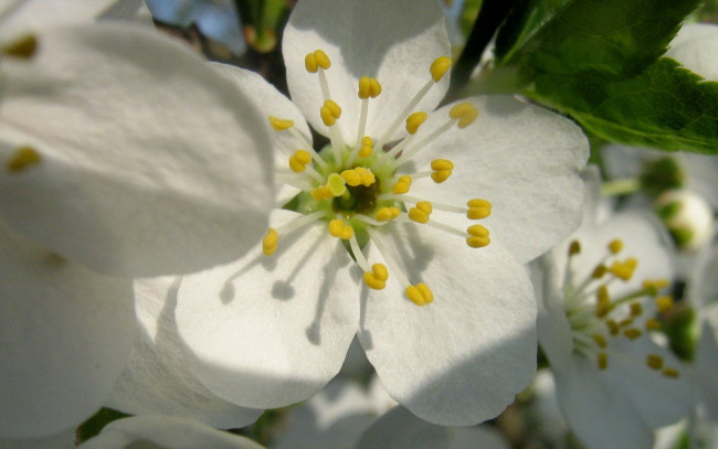 Обои картинки фото цветы, цветущие, деревья, кустарники