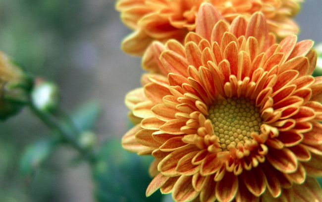 Обои картинки фото цветы, хризантемы