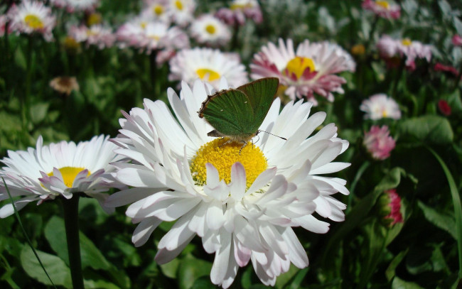 Обои картинки фото цветы, маргаритки