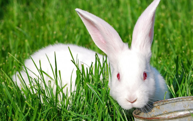 Обои картинки фото животные, кролики, зайцы