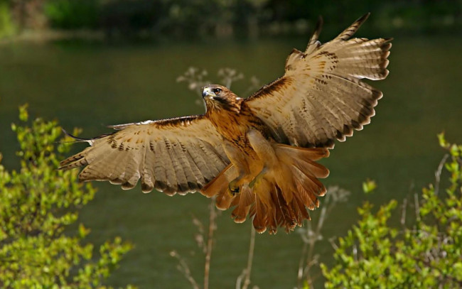 Обои картинки фото животные, птицы, хищники