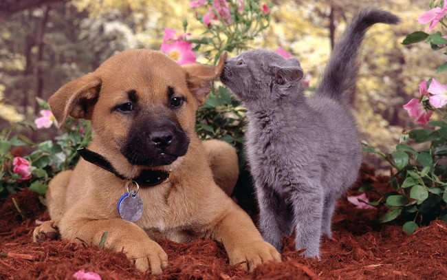 Обои картинки фото животные, разные, вместе