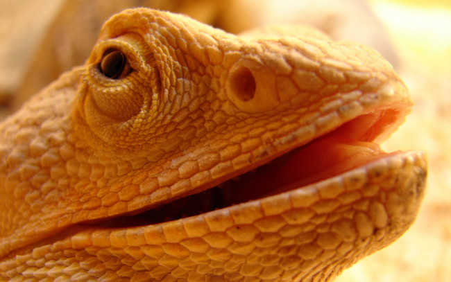 Обои картинки фото животные, Ящерицы, игуаны, вараны