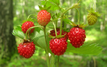 обоя природа, Ягоды