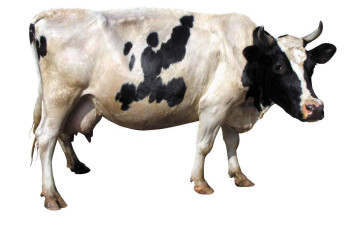 Картинка животные коровы буйволы