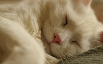 Картинка животные коты