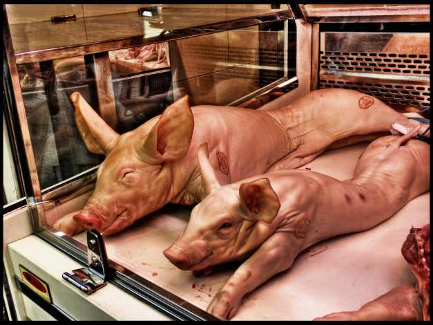 Обои картинки фото еда, разное