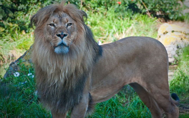 Обои картинки фото животные, львы