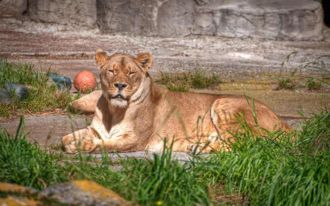 Обои картинки фото животные, львы