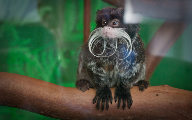 Обои картинки фото животные, обезьяны