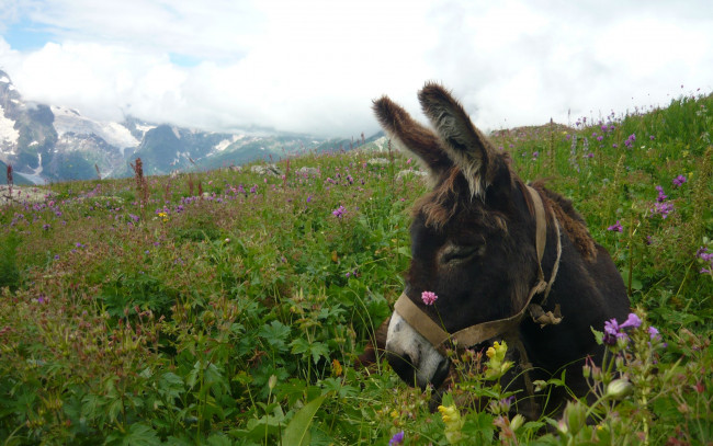 Обои картинки фото животные, ослы
