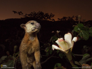 Картинка животные другое