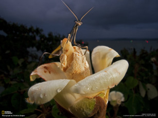 Картинка животные насекомые