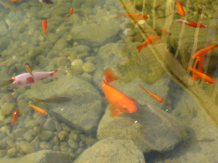 Картинка животные рыбы