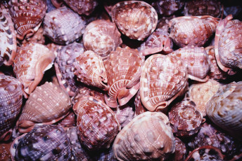 Картинка разное