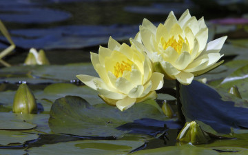 Картинка цветы лилии водяные нимфеи кувшинки
