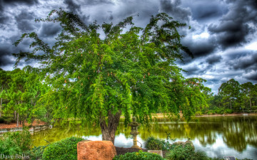 Картинка природа деревья