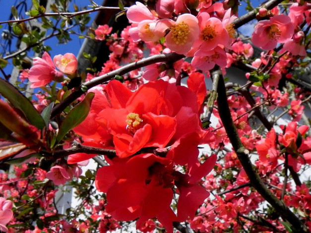 Обои картинки фото цветы, айва