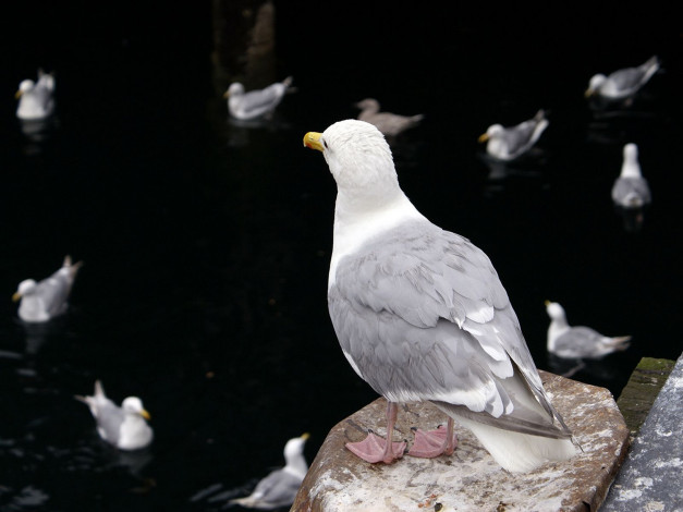 Обои картинки фото животные, Чайки, бакланы, крачки