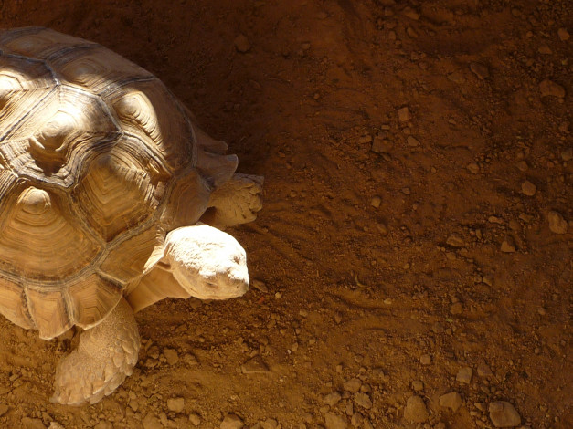 Обои картинки фото животные, Черепахи