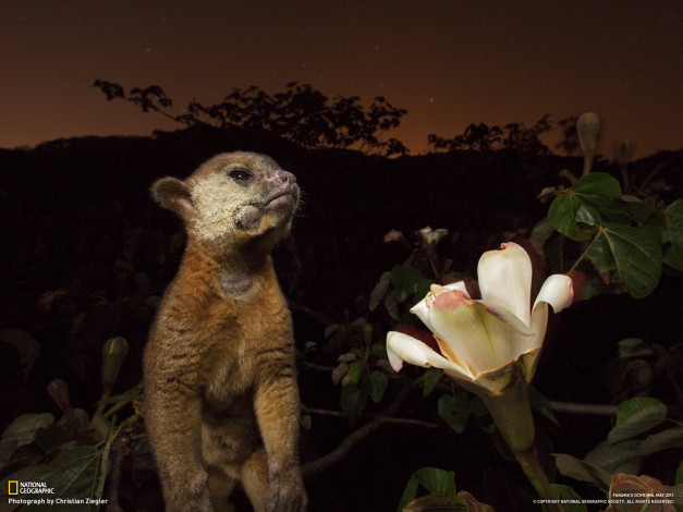 Обои картинки фото животные, другое