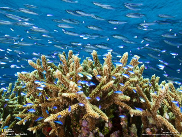 Обои картинки фото животные, рыбы