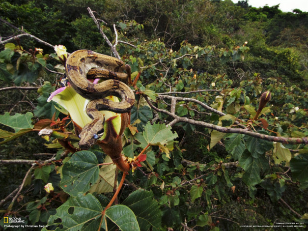 Обои картинки фото животные, змеи, питоны, кобры