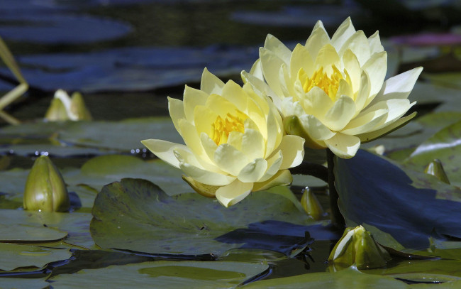 Обои картинки фото цветы, лилии, водяные, нимфеи, кувшинки