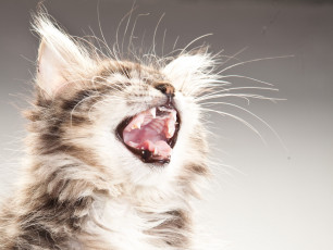 Картинка животные коты пасть