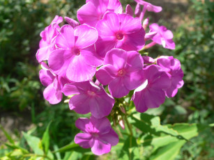 Картинка цветы флоксы зеленый фон листья цветок