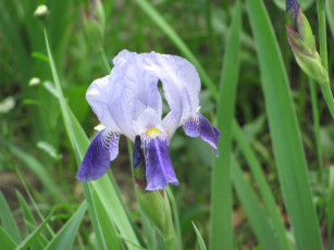 Картинка цветы ирисы лепестки