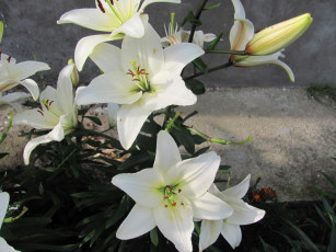 Картинка цветы лилии лилейники белый