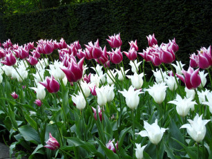 Картинка цветы тюльпаны