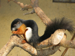 Картинка животные белки грызун