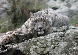 Картинка животные снежный барс ирбис камень морда взгляд