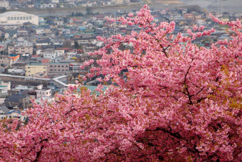 Картинка цветы сакура вишня ветки цветение город