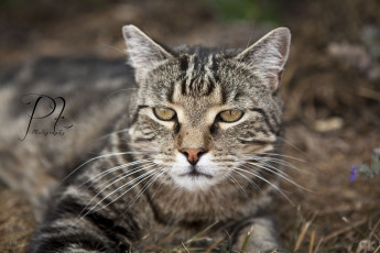 Картинка животные коты cat