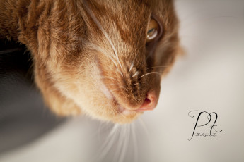 Картинка животные коты рыжий