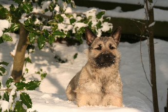 Картинка животные собаки песик