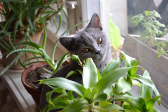 Картинка кися животные коты окошко кошка подоконник цветы
