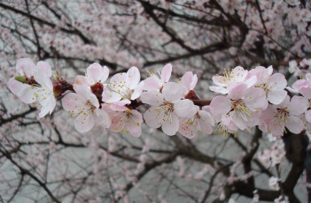 Картинка цветы цветущие деревья кустарники ветки