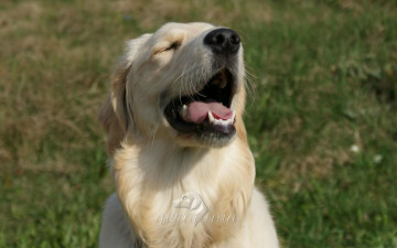обоя автор, geronima, животные, собаки, golden, retriever