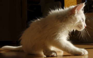 Картинка животные коты