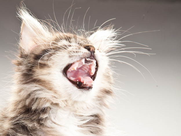 Обои картинки фото животные, коты, пасть