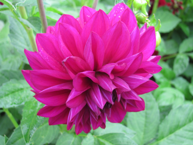 Обои картинки фото цветы, георгины, розовый