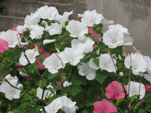 Обои картинки фото цветы, лаватера, белый