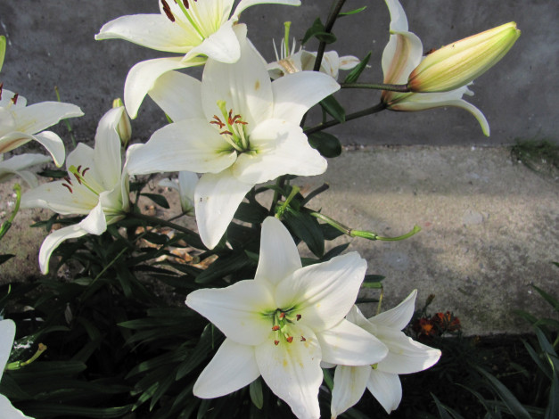 Обои картинки фото цветы, лилии, лилейники, белый