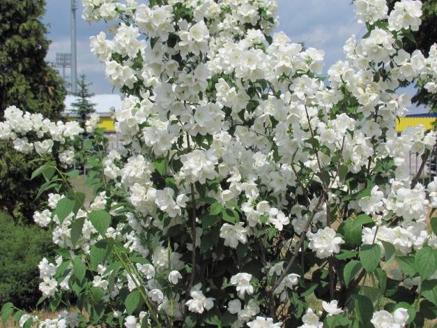 Обои картинки фото цветы, жасмин, лепестки