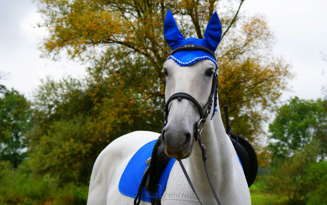 Обои картинки фото автор, geronima, животные, лошади, попона